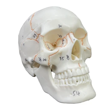 Малка анатомическая модел на човешкия череп, състояща се от 2 части, реалистичен човешки череп в естествена големина, номериран, за науката, за здравно обучение